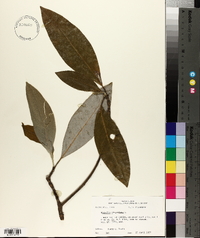 Magnolia virginiana image