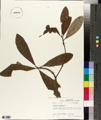 Magnolia virginiana image