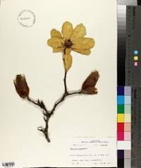 Magnolia soulangeana image