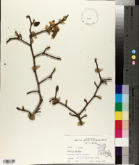 Magnolia stellata image