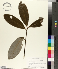 Magnolia virginiana image