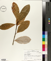 Magnolia virginiana image