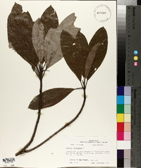 Magnolia virginiana image