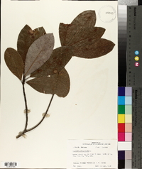 Magnolia virginiana image