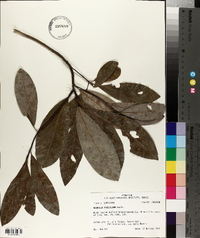 Magnolia virginiana image