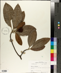 Magnolia virginiana image