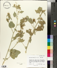Abutilon incanum image