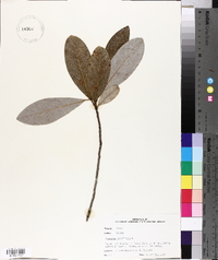 Magnolia virginiana image