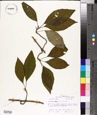 Schisandra glabra image