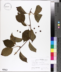 Schisandra glabra image