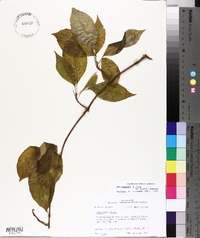 Schisandra glabra image