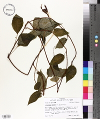 Schisandra glabra image