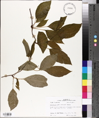 Schisandra glabra image