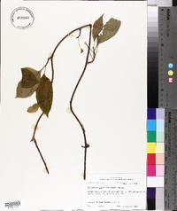 Schisandra glabra image