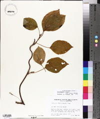 Schisandra glabra image