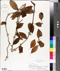 Schisandra glabra image