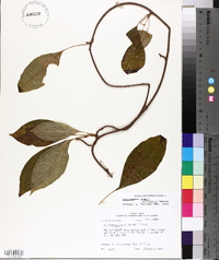 Schisandra glabra image