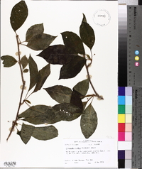 Schisandra glabra image