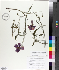 Callirhoe papaver image