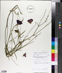 Callirhoe papaver image