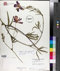 Callirhoe papaver image