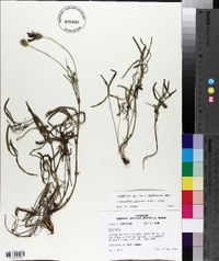 Callirhoe papaver image