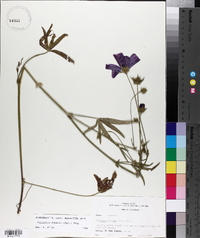 Callirhoe papaver image