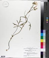 Callirhoe alcaeoides image