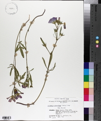 Callirhoe alcaeoides image