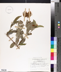 Callaeum macropterum image