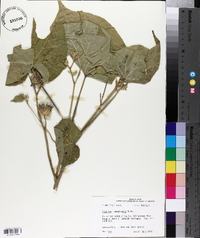 Abutilon theophrasti image
