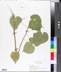 Abutilon theophrasti image