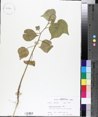 Abutilon theophrasti image