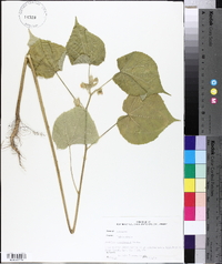 Abutilon theophrasti image