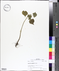 Abutilon theophrasti image