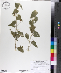 Abutilon incanum image