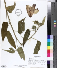 Hibiscus cubensis image
