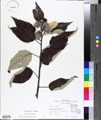 Hibiscus lasiocarpos image