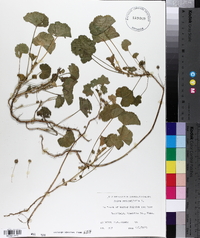 Malva rotundifolia image
