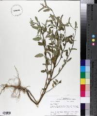 Sida spinosa image