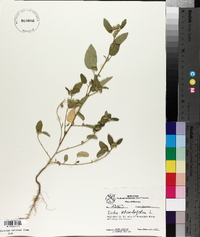 Sida rhombifolia image