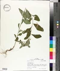 Sida rhombifolia image