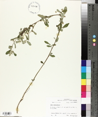 Sida rhombifolia image