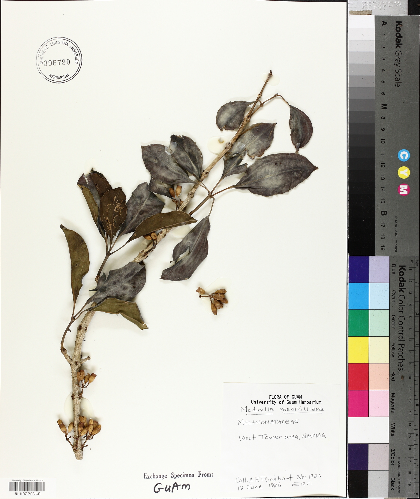 Medinilla medinilliana image