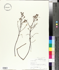 Rhexia lutea image