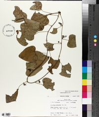 Nephroia carolina image