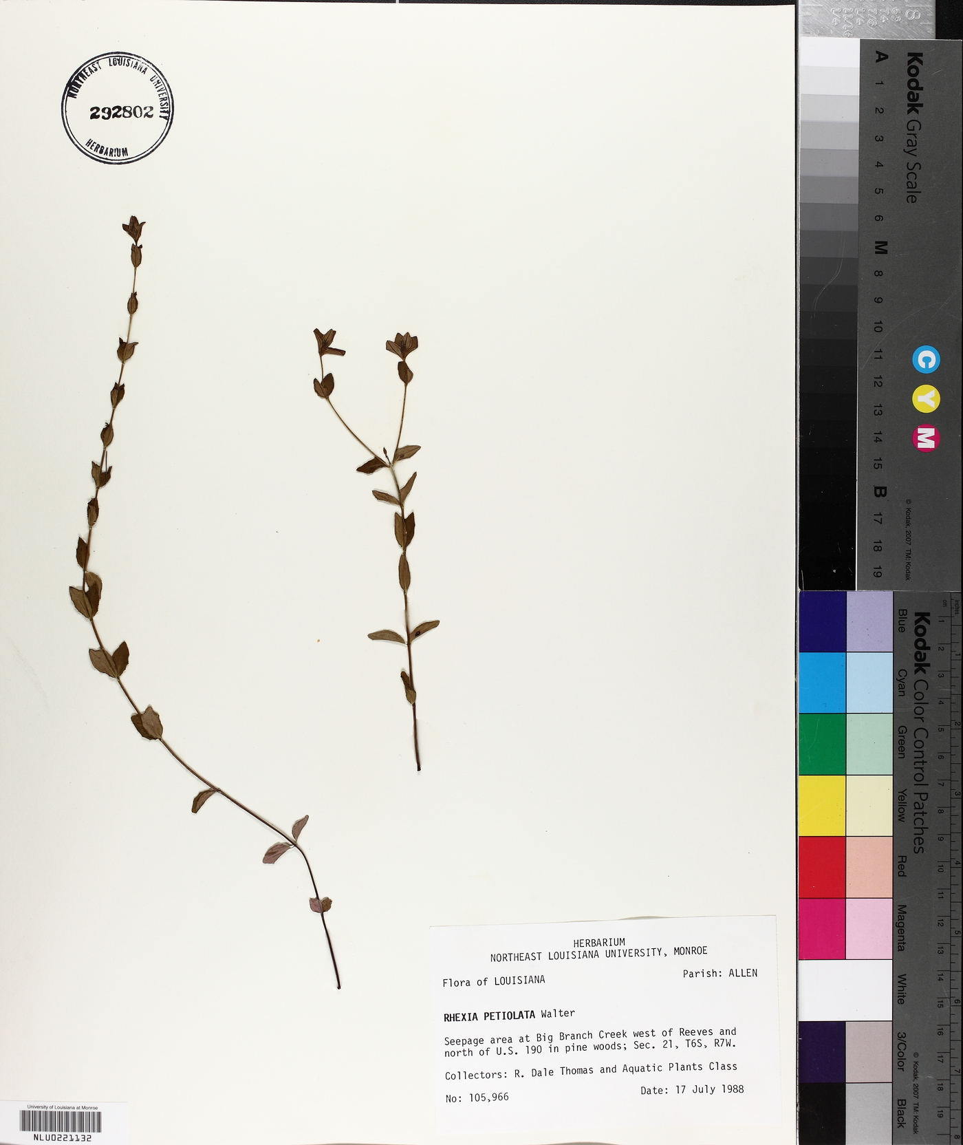 Rhexia petiolata image