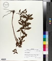 Rhexia virginica image