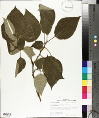 Broussonetia papyrifera image