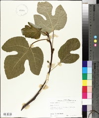 Ficus carica image